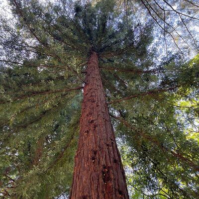 Секвойя вечнозелёная
