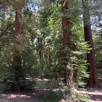 Секвойя вечнозелёная