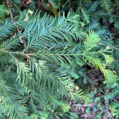 Секвойя вечнозелёная