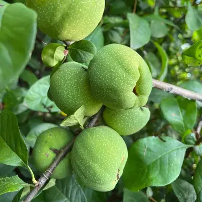 Айвочка великолепная