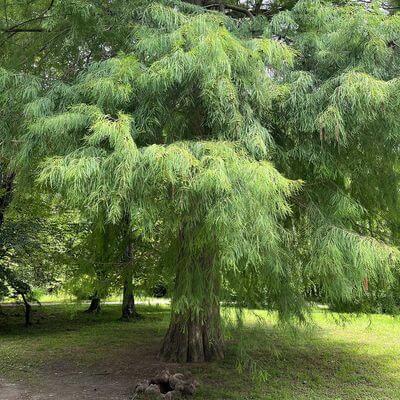 Болотный кипирис обыкновенный