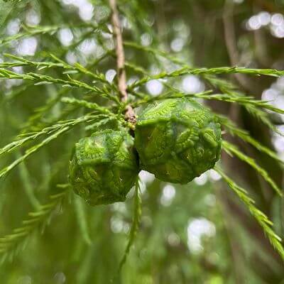 Болотный кипирис обыкновенный
