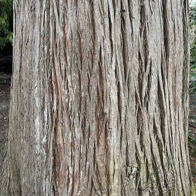 Болотный кипирис обыкновенный