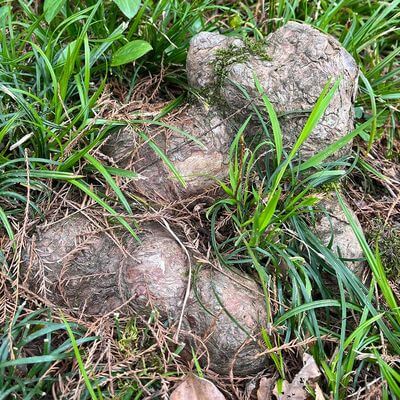 Пневматофоры болотного кипариса