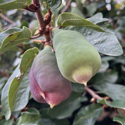 Фикус карликовый