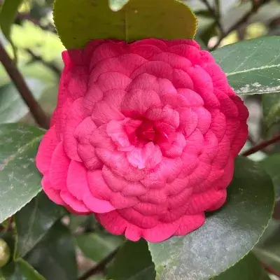 Камелия японская