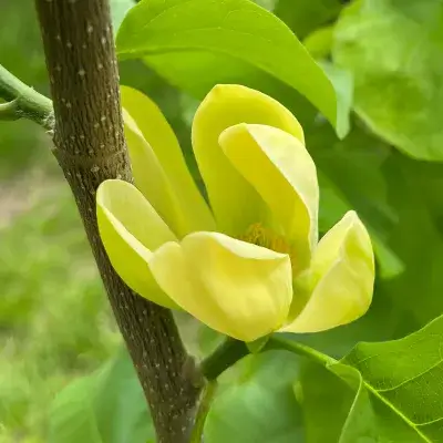 Магнолия бруклинская