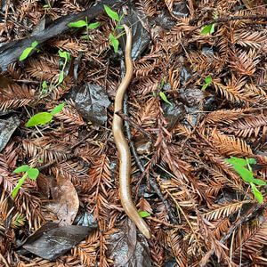 Колхидская веретеница