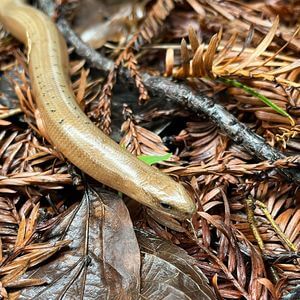 Колхидская веретеница