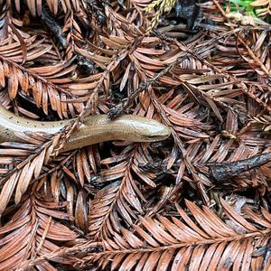 Колхидская веретеница