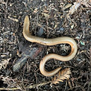 Колхидская веретеница